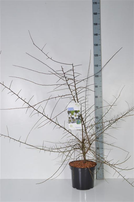 Prunus spinosa