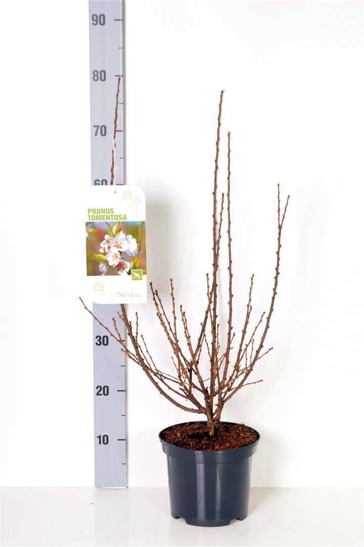 Prunus tomentosa C5 (5 liters kruka) 40-50 cm