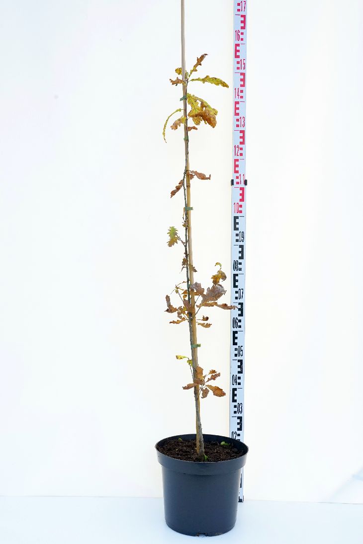 Quercus petraea 200-250 cm barrot