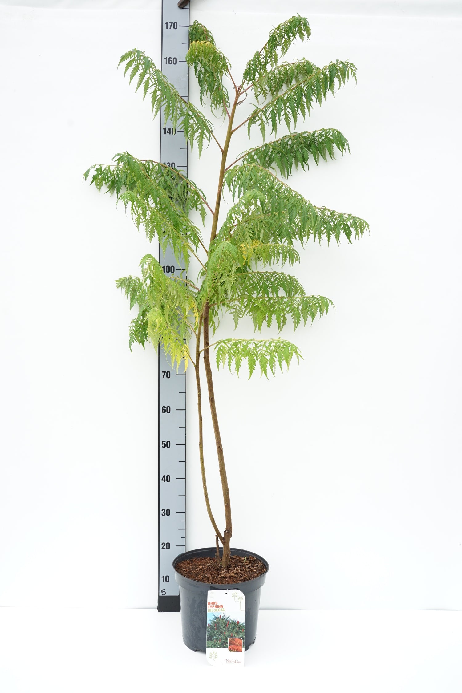 Rhus typhina &