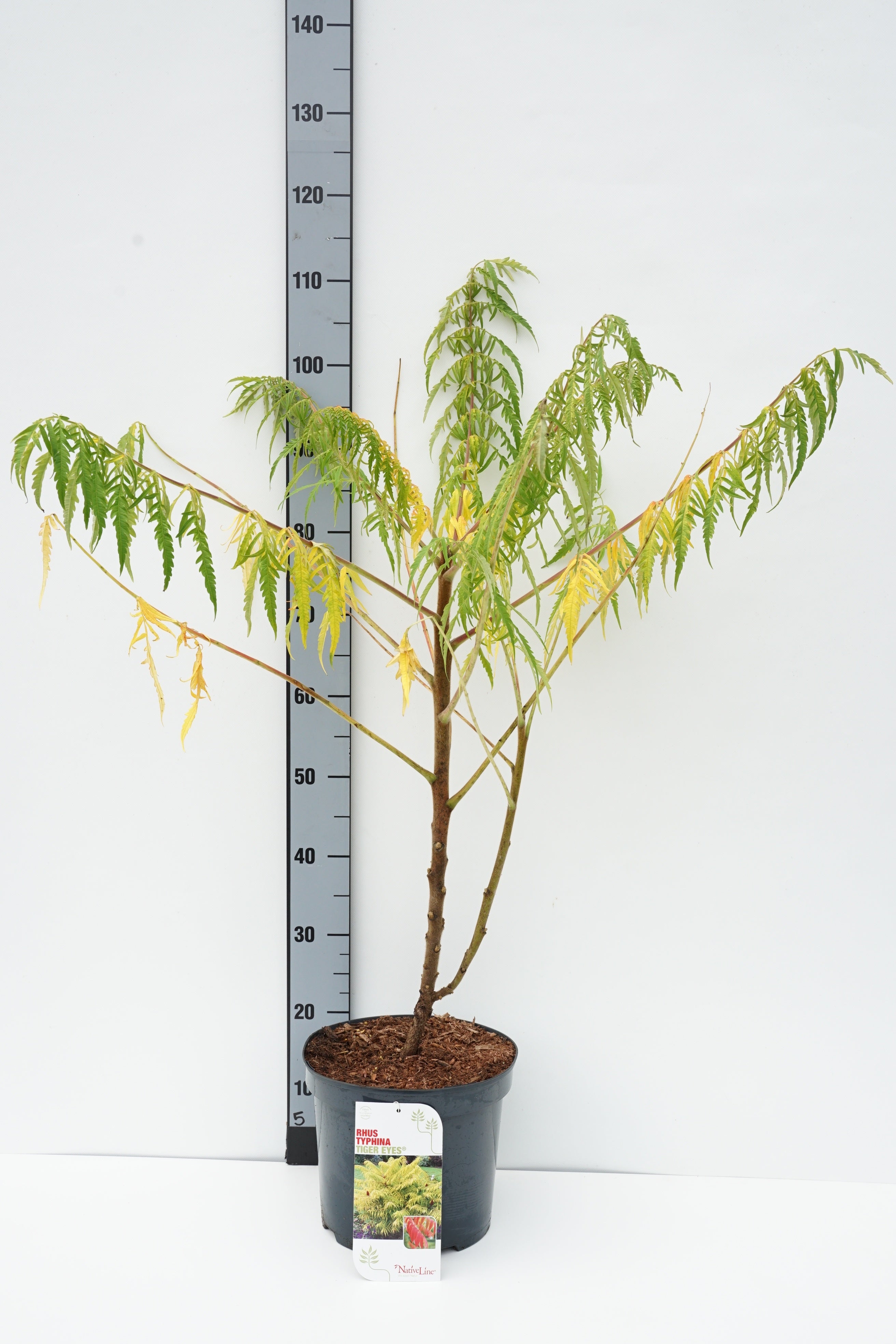 Rhus typhina &