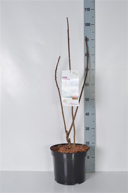 Sumak typhina - C7,5/P26 80-100 CM