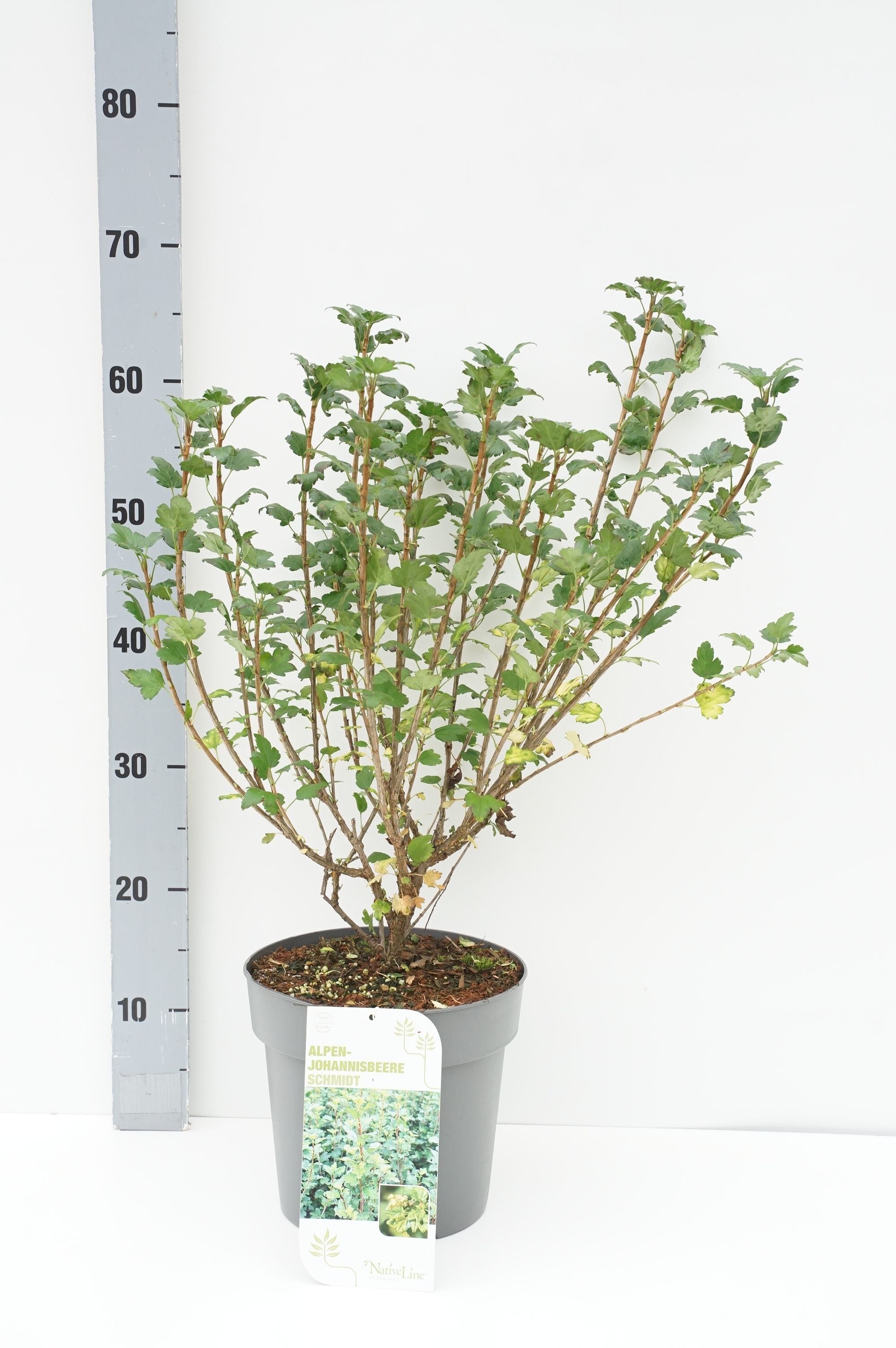 Ribes alpinum &