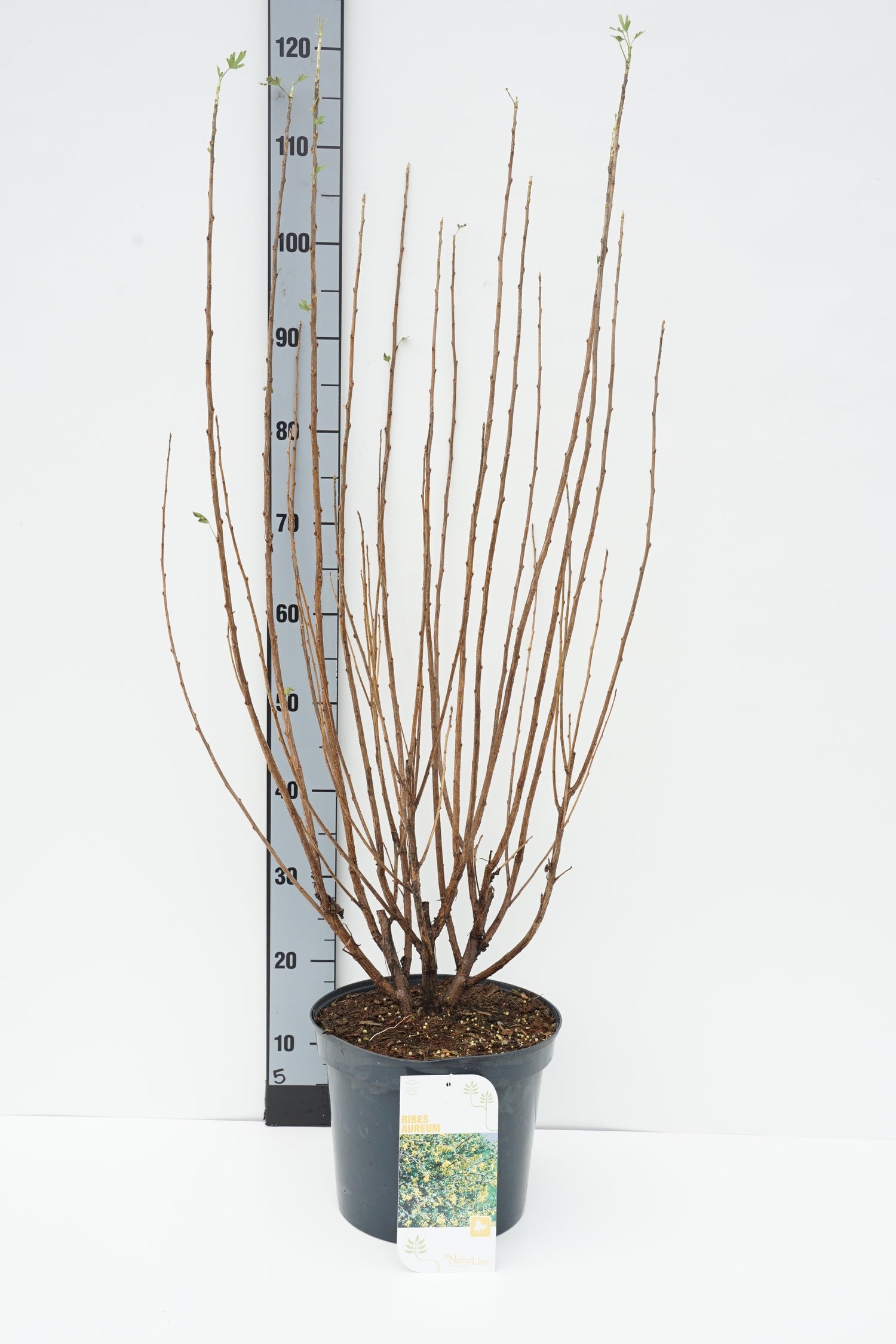 Ribes aureum C5 (5 liters kruka) 50-60 cm