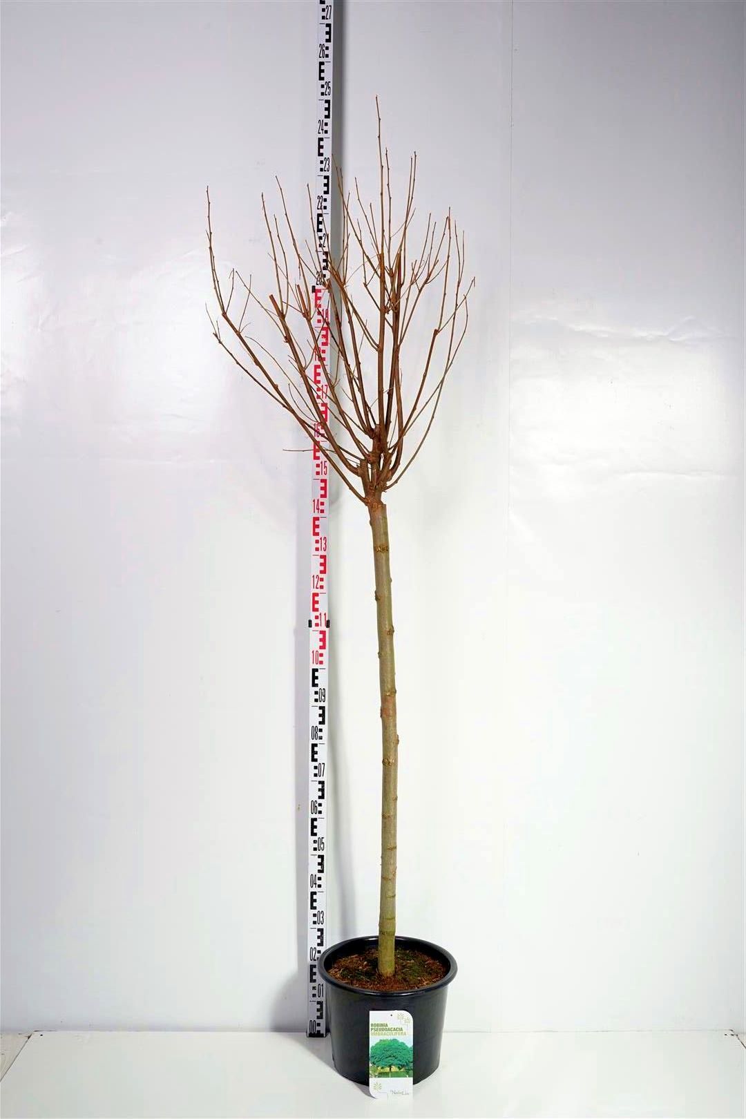 Robinia ps. &