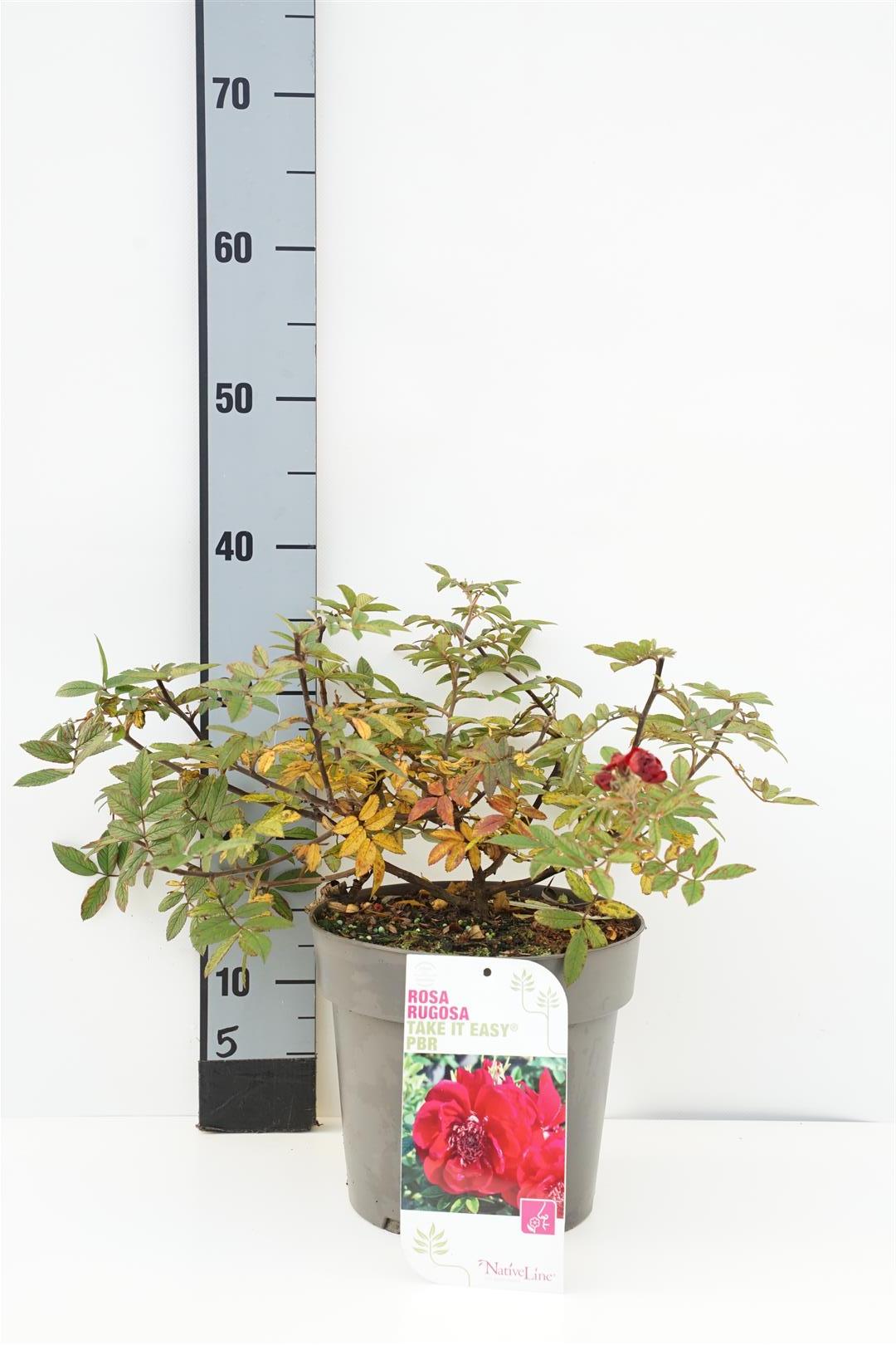 Rosa rugosa &