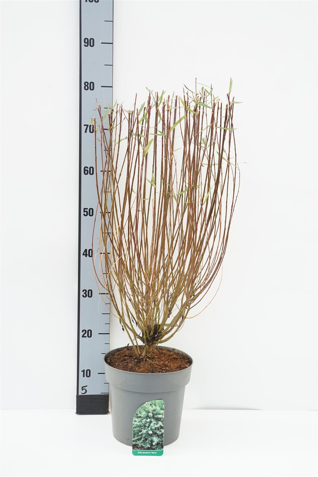 Salix purpurea &