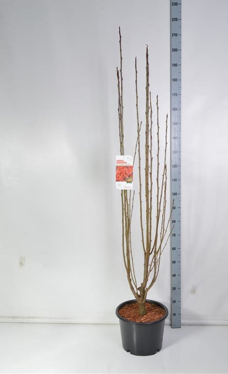 Sorbus &
