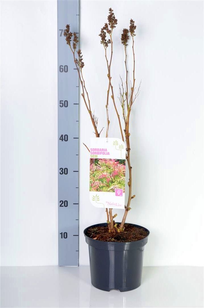 Sorbaria sorb. &