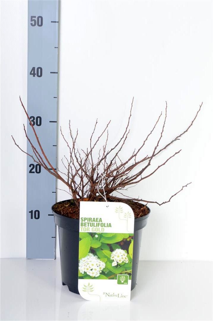 Spiraea betulifolia &