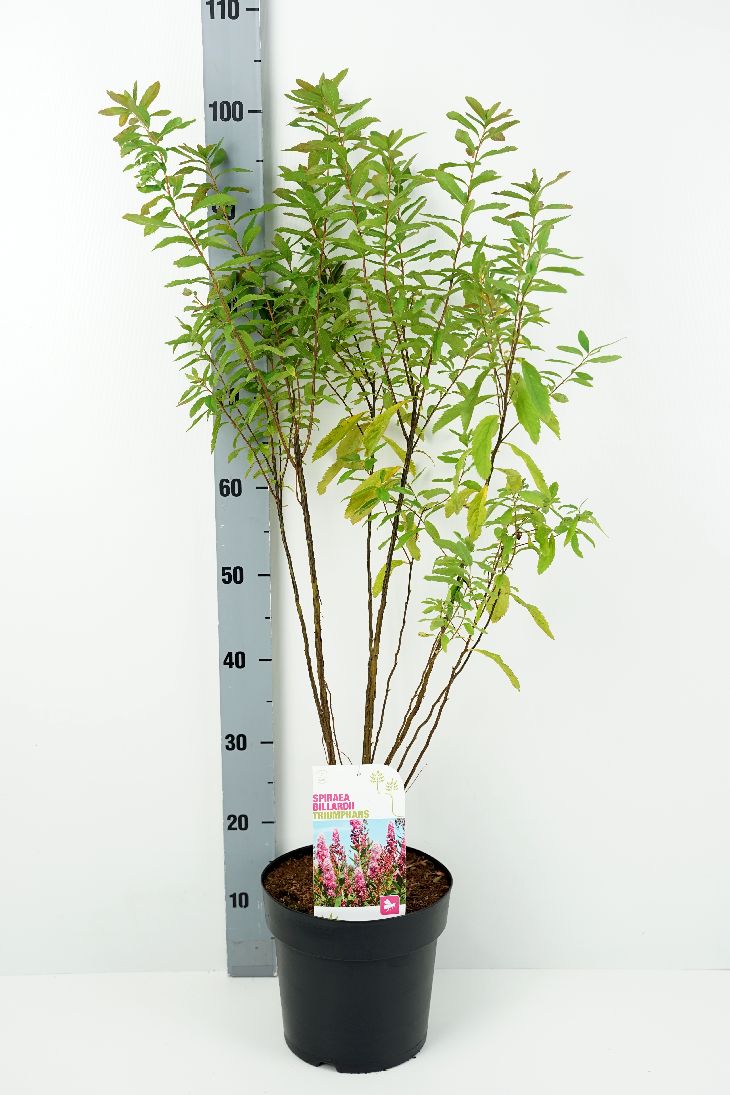 Spiraea bill. &