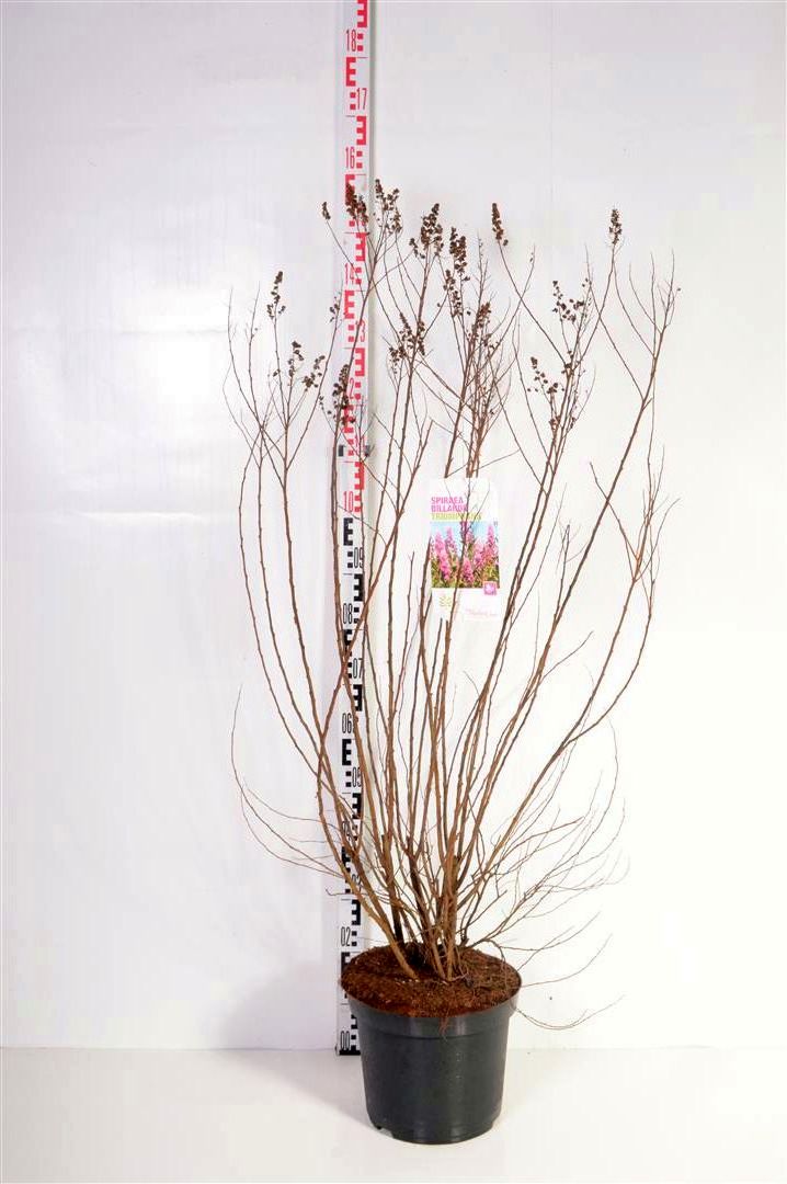 Spiraea bill. &