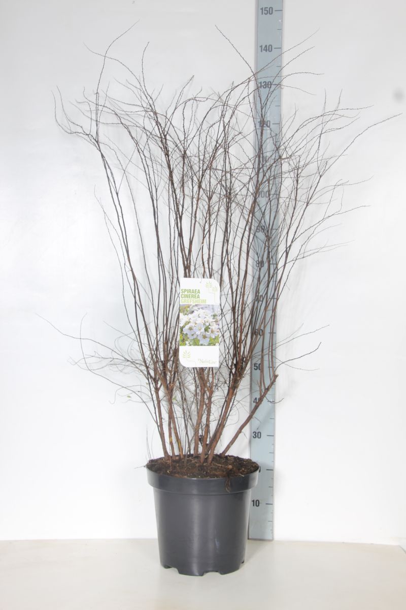 Spiraea cinerea &