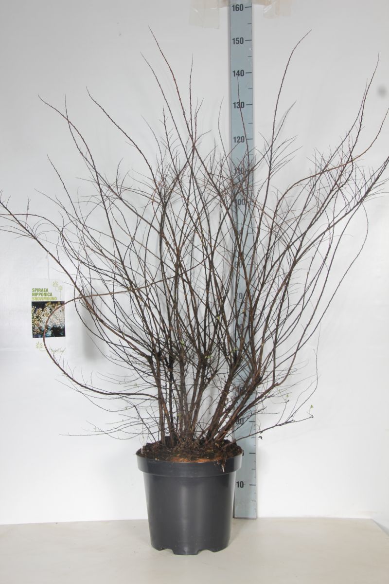 Spiraea nipp. &