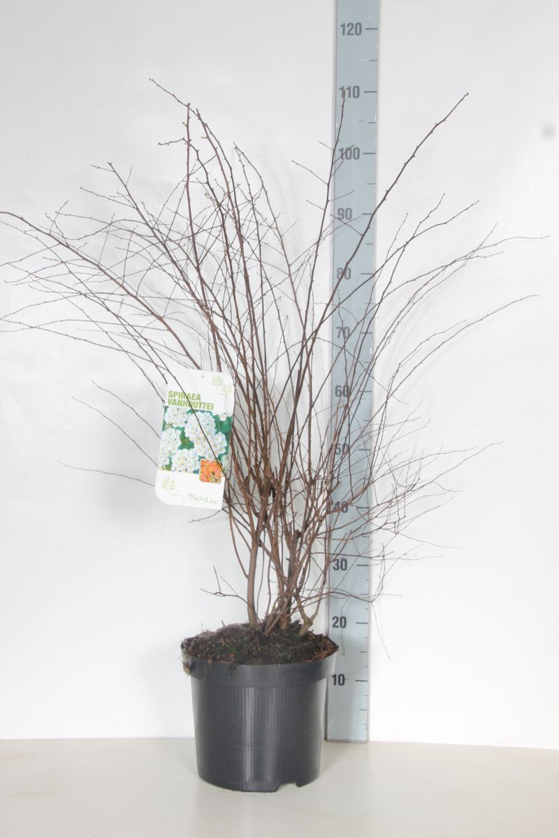 Spiraea vanhouttei - C7,5/P26 80-100 CM
