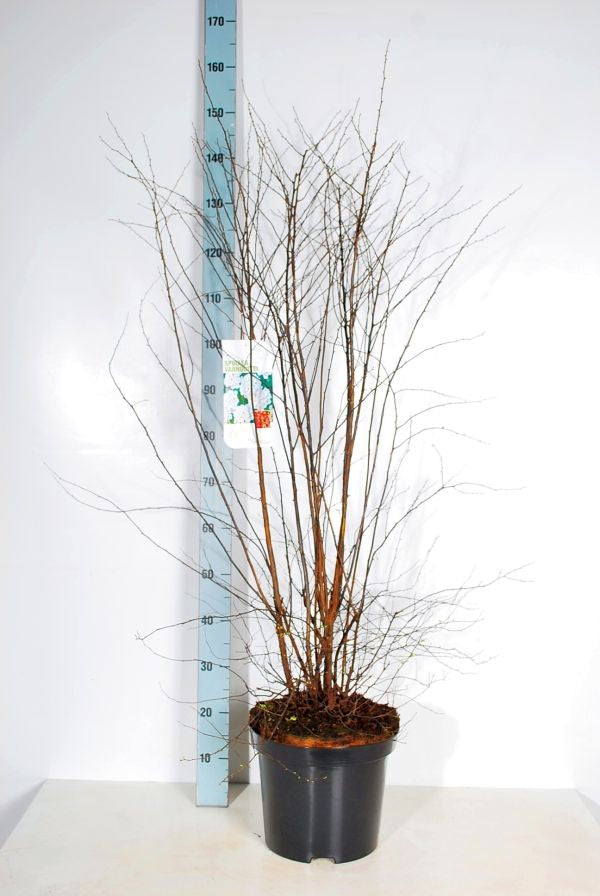 Spiraea vanhouttei - C12 100-125 CM