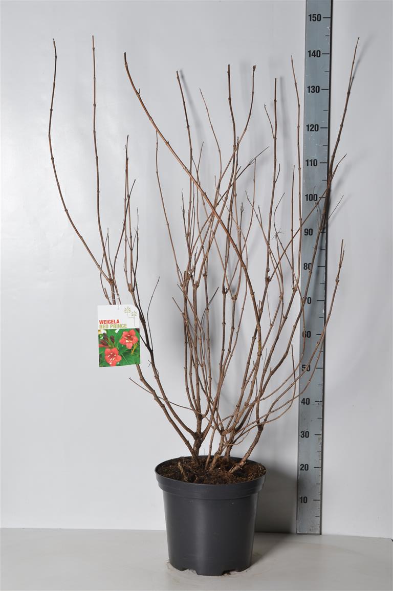 Prakttry &