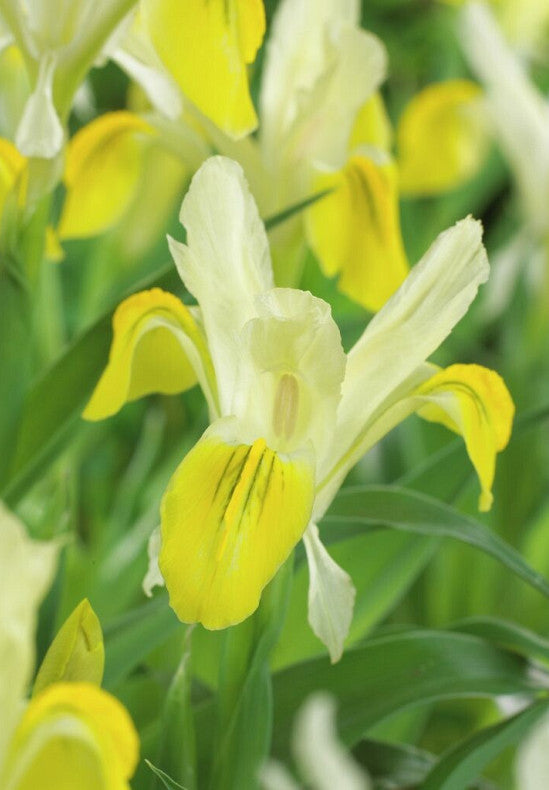 Iris &