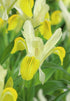 Iris &