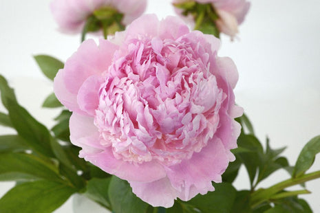 Paeonia (LD) 'Angel Cheeks'