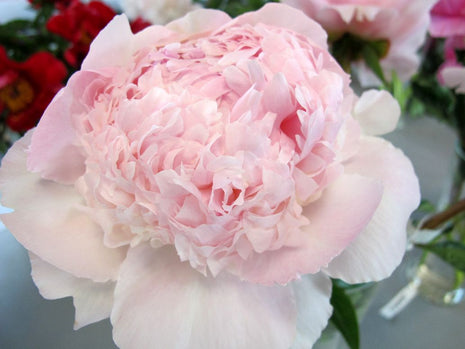 Paeonia (LD) "Angel Cheeks"