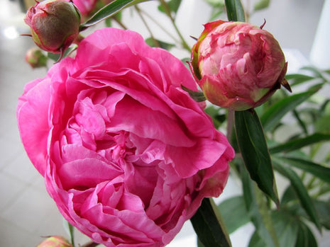 Paeonia (LD) 'Dr. Alexander Fleming'