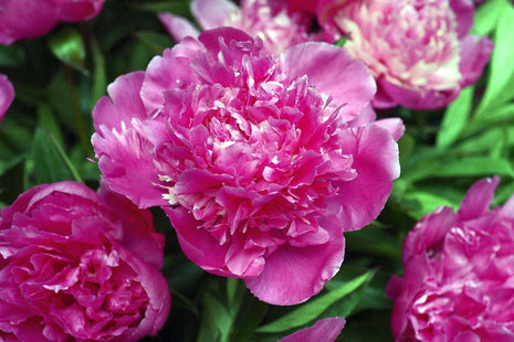 Paeonia (LD) "Amabilis"