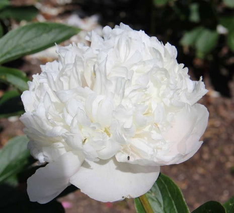 Paeonia (LD) 'Avalanche'