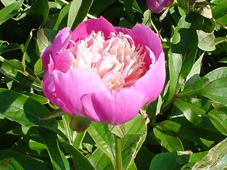 Paeonia (LE) 'Bowl of Beauty'