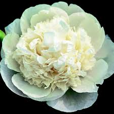 Paeonia "veli Chuck"