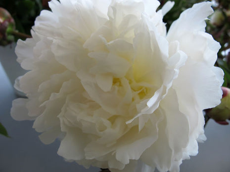 Paeonia (LD) 'Bowl of Cream'