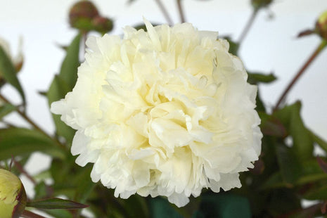 Paeonia (LD) 'Bowl of Cream'