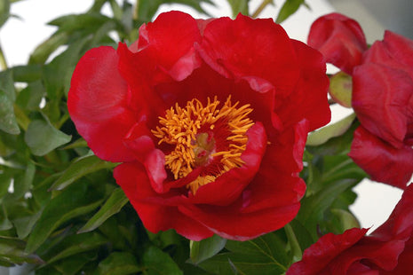 Paeonia 'Blaze'