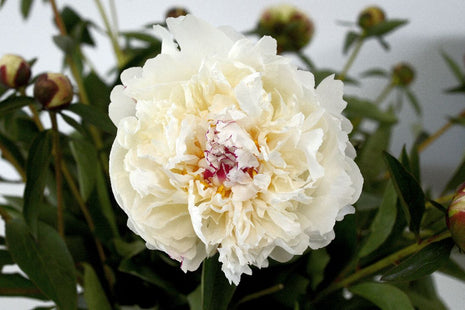 Paeonia (LD) 'Boule de Neige'