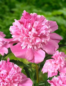 Paeonia (LD) 'Bouquet Perfect'