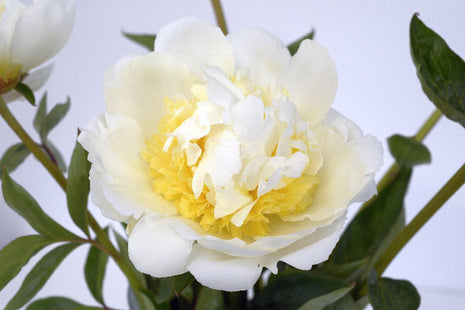 Paeonia (LE) "Bridal Shower"