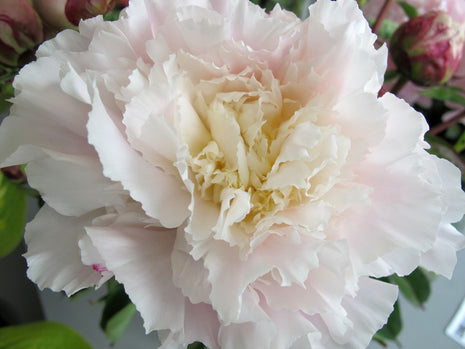 Paeonia (LD) 'Mme Calot'