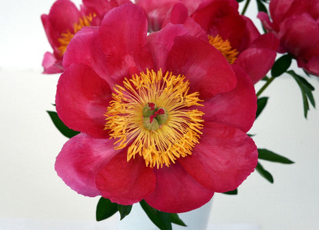 Paeonia (LD) 'Coral Charm'