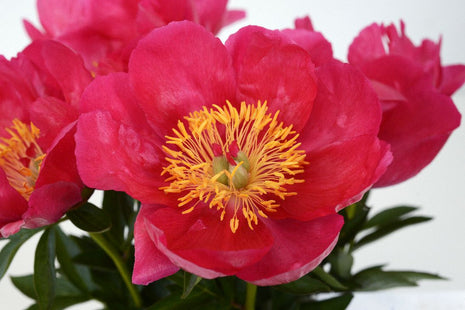 Paeonia (LD) 'Coral Charm'