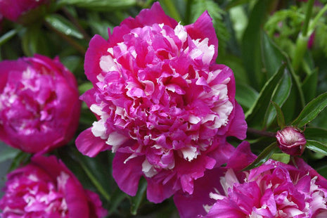 Paeonia 'Celebrity'