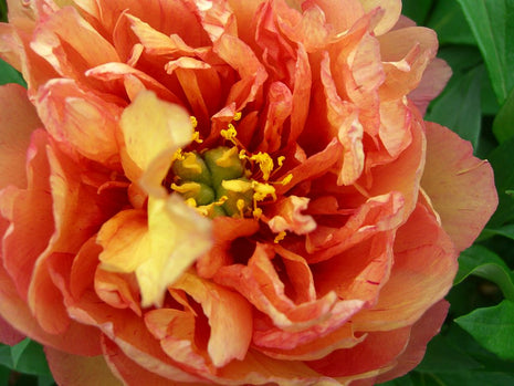 Paeonia "kuparinen vedenkeitin"