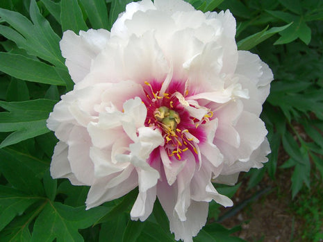 Paeonia 'Cora Louise'