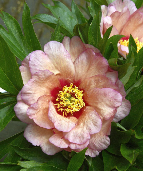 Paeonia 'Callies Memory'