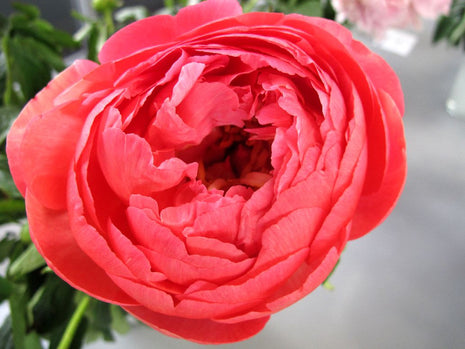 Paeonia (LD) "Coral Sunset"