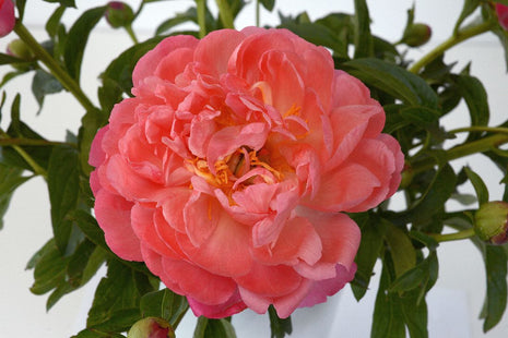 Paeonia (LD) "Coral Sunset"