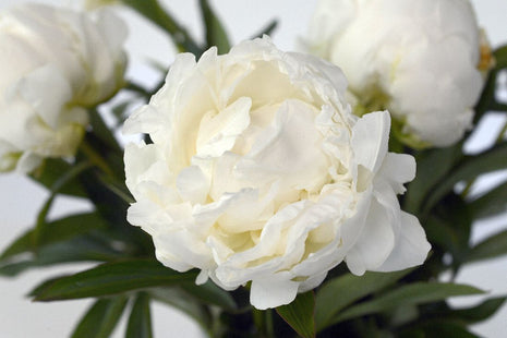 Paeonia (LD) 'Mme Claude Tain'