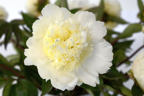 Paeonia (LD) "Charles White"