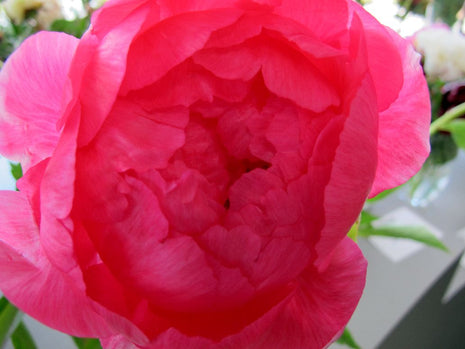 Paeonia 'Cytherea'