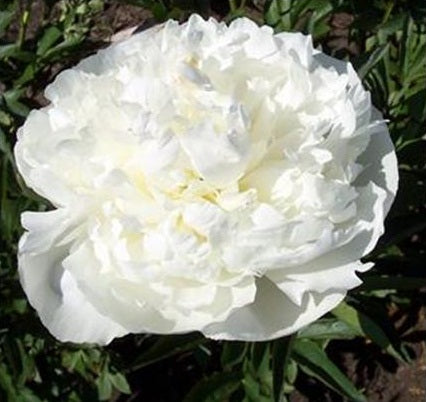 Paeonia (LD) "Duchesse de Nemours"