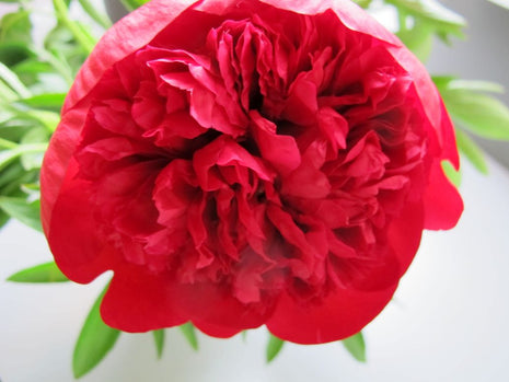 Paeonia 'Diana Parks'